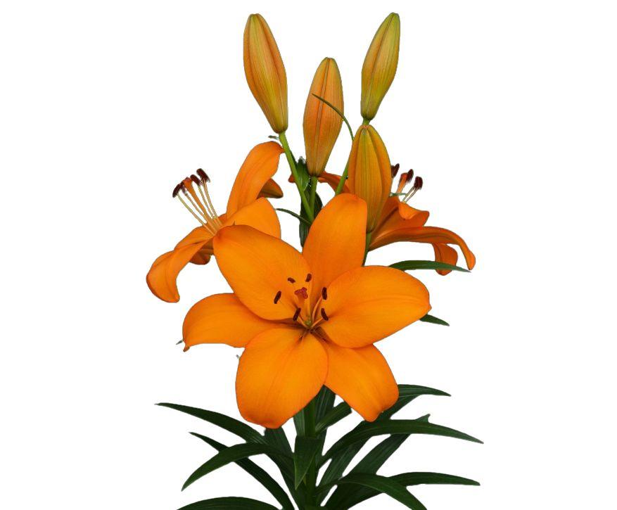Lilium - LA Hybrid Lily 'Crodino'