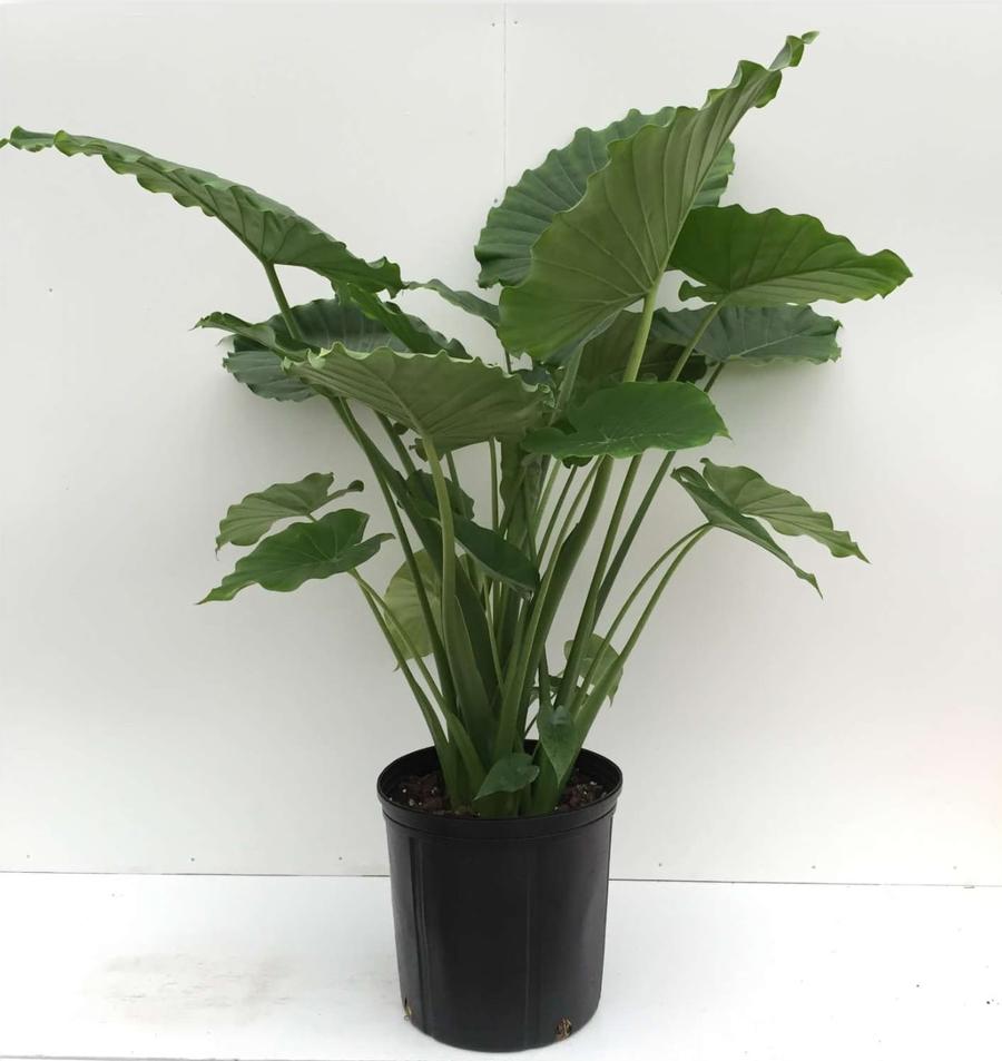 Elephant Ears - Alocasia odora California
