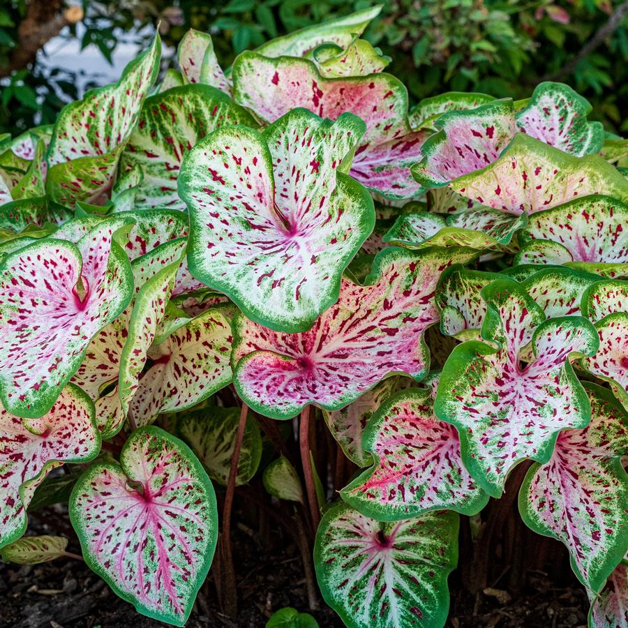 Tropical Caladium 'Best Strap Leaf Bicolor'