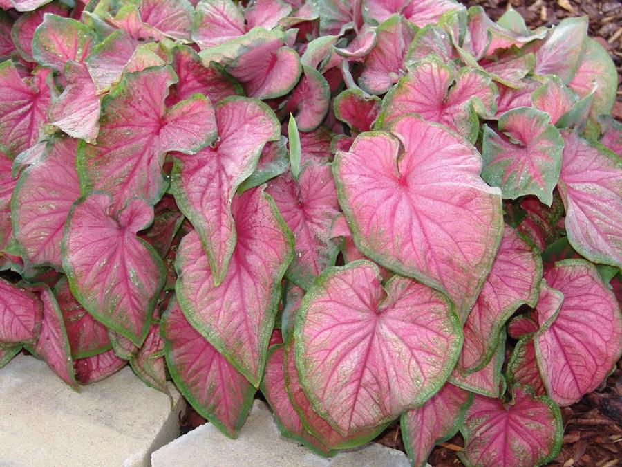 Caladium 'Best Strap Leaf Pink'