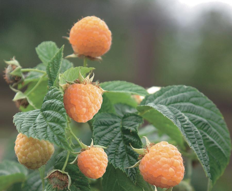 Raspberry 'Anne'