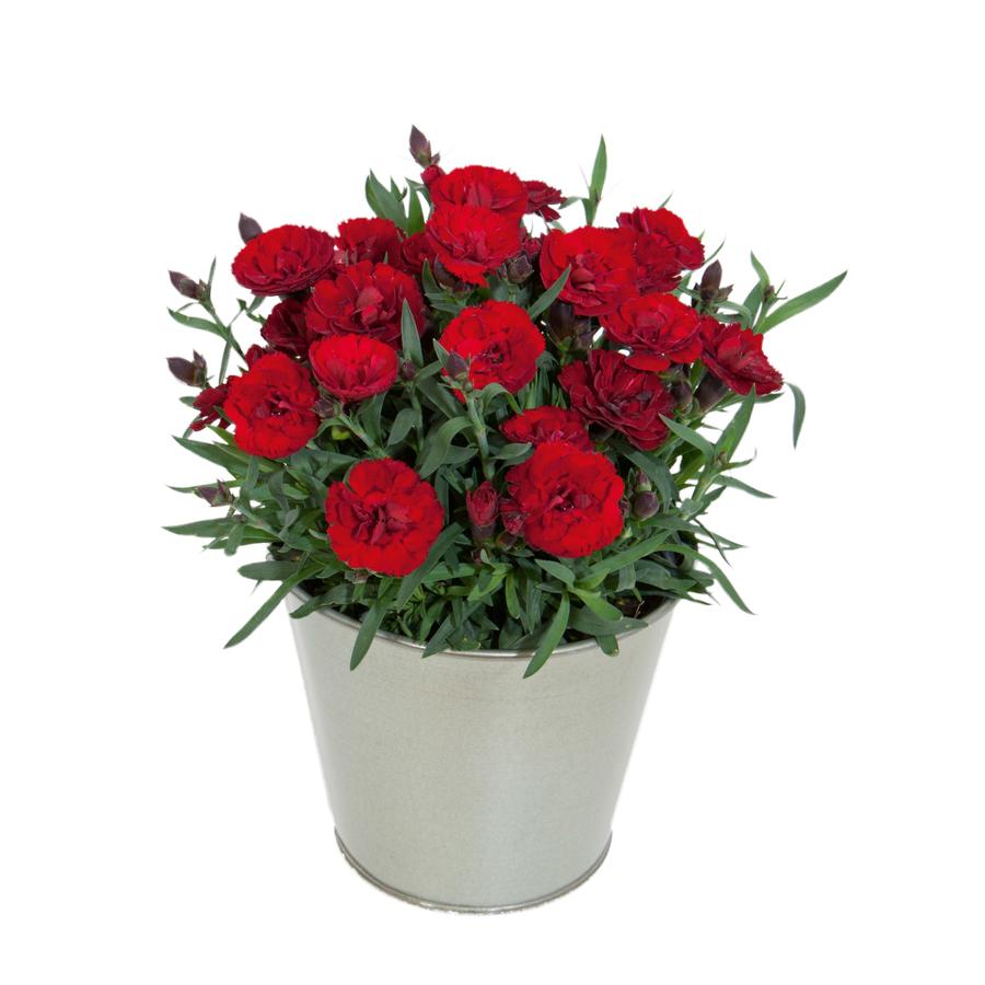 Dianthus 'Carmen™ Burgundy'