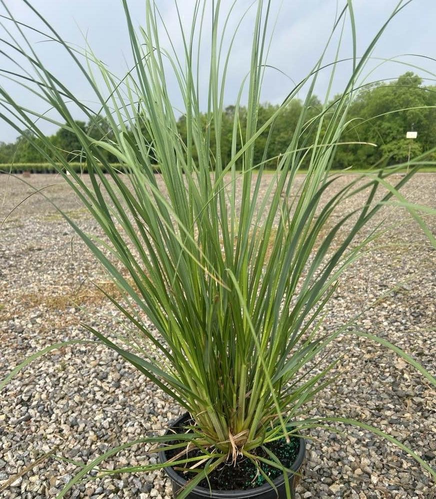 Pampas cortaderia 'Pink'