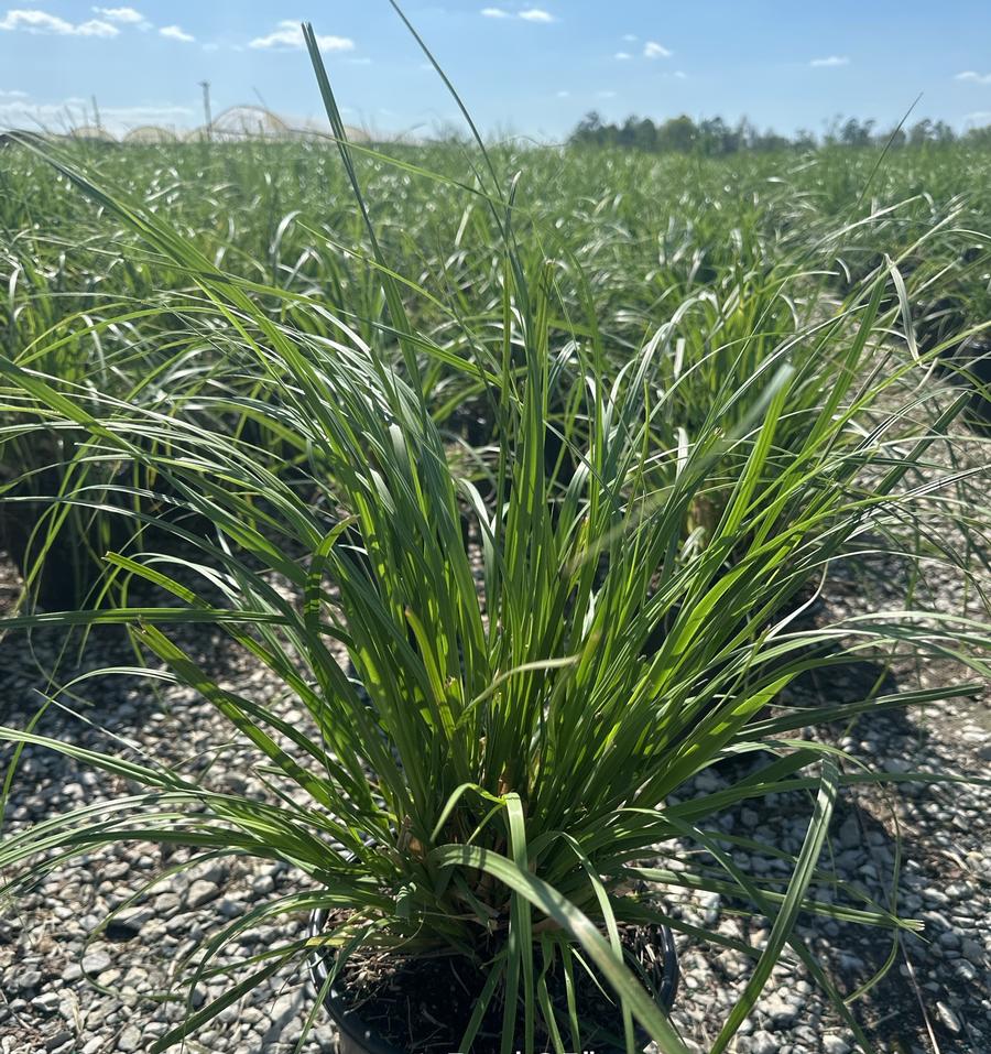 Pampas cortaderia 'White'
