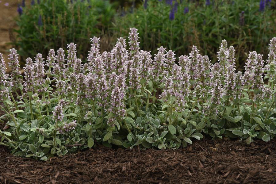 Stachys byzantina 'Little Lamb'