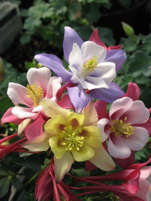 Aquilegia caerulea 'Origami Mix'