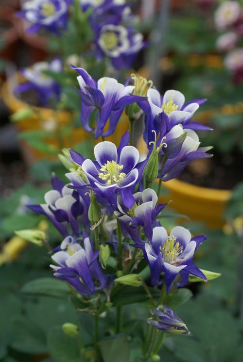 Aquilegia vulgaris 'Winky Blue and White'