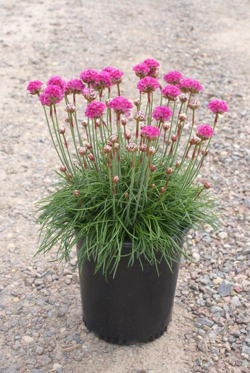 Armeria maritima 'Splendens'