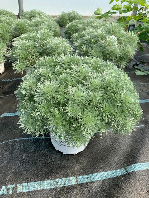 Artemisia schmidtiana 'Silver Mound'