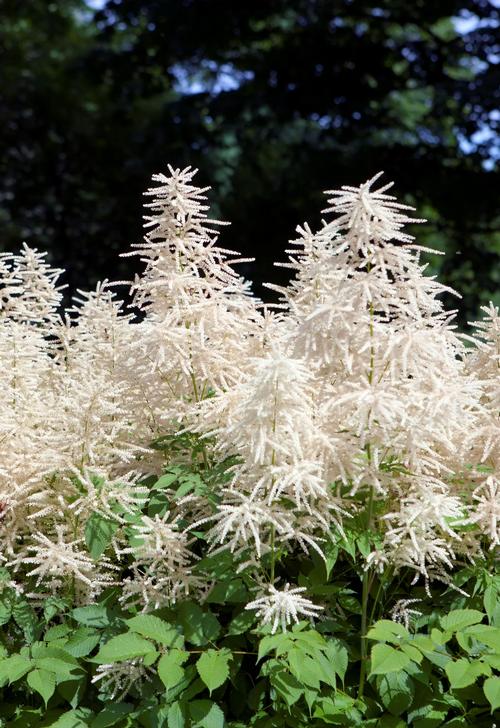 Aruncus dioicus (sylvester)