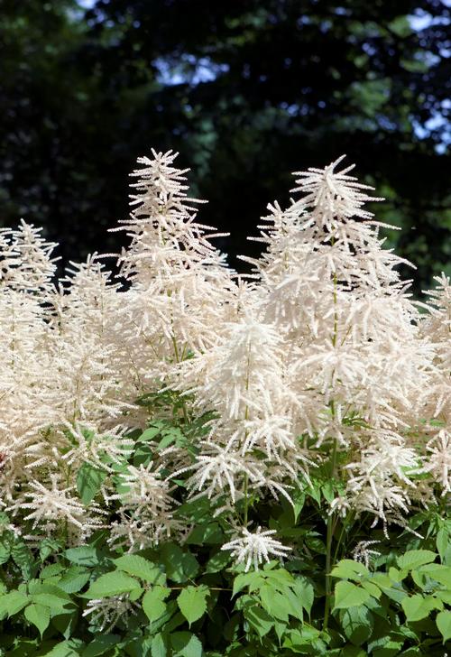 Aruncus dioicus (sylvester) 