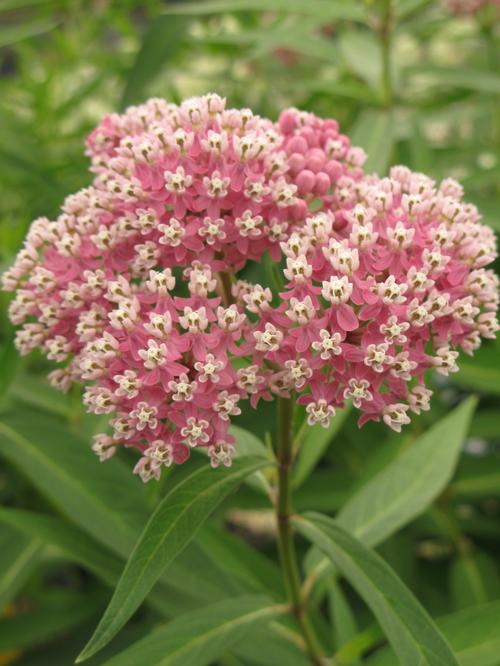 Asclepias incarnata 'Cinderella'