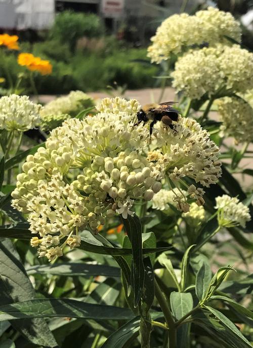 Asclepias incarnata 'Ice Ballet'