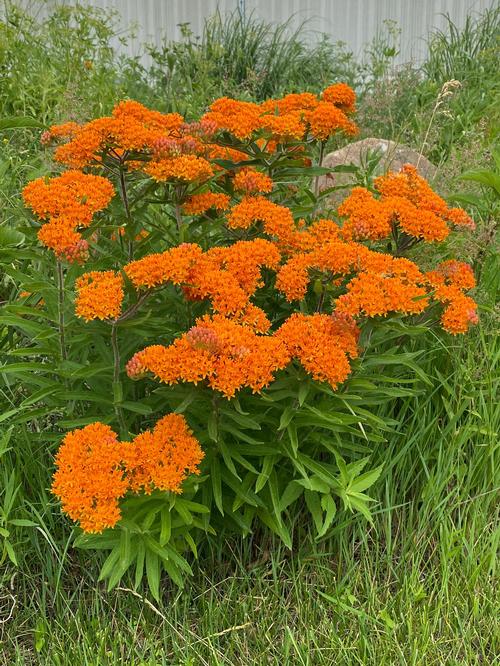 Asclepias tuberosa 