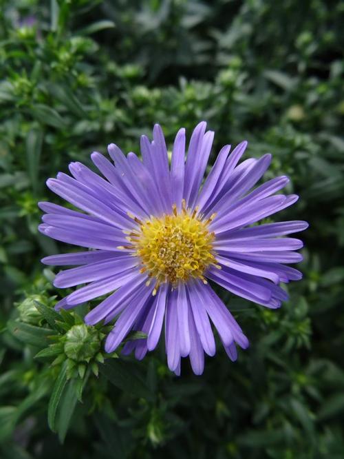 Aster dumosus 'Wood's Light Blue'