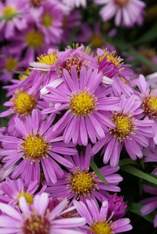 Aster dumosus 'Wood's Pink'