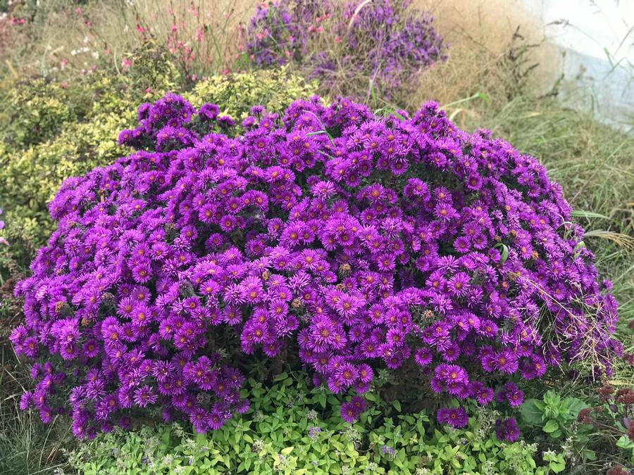 Aster novae-angliae 'Purple Dome'