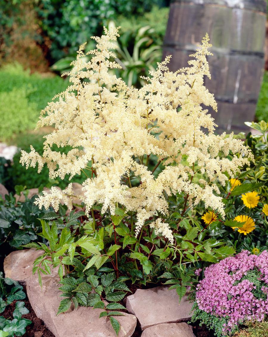 Astilbe arendsii 'Bridal Veil'