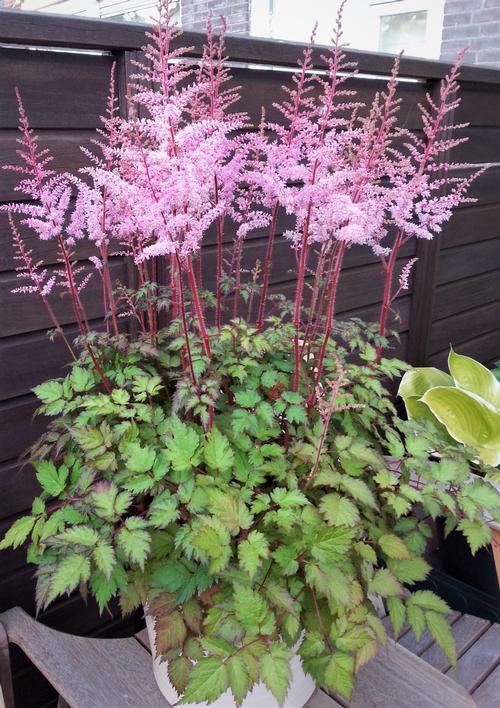 Astilbe chinensis 'Delft Lace'