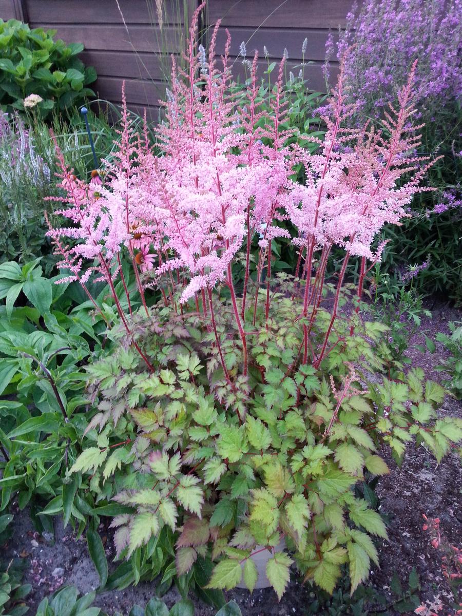 Astilbe chinensis 'Delft Lace'