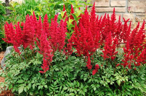 Astilbe arendsii 'Burgundy Red'