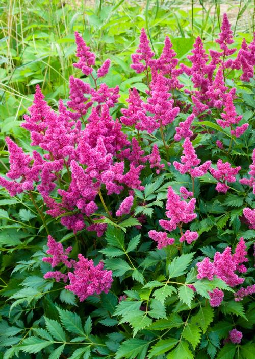 Astilbe chinensis 'Pumila'