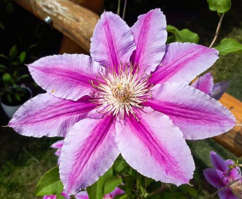 Clematis 'Dr. Rupple'
