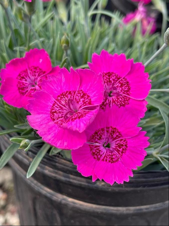 Dianthus 'Star Single™ Neon Star'
