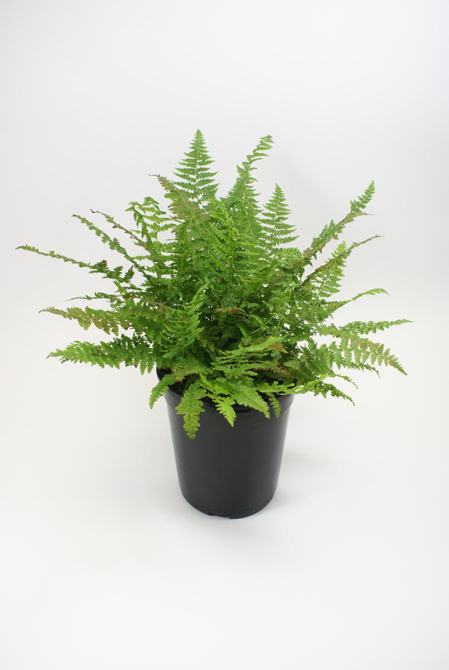 Fern Athyrium filix-femina