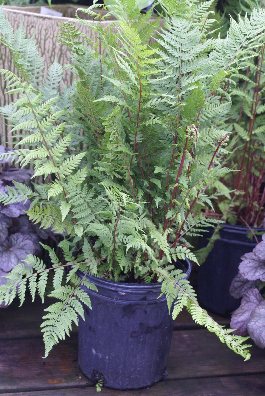 Fern Athyrium filix-femina 'Lady in Red'