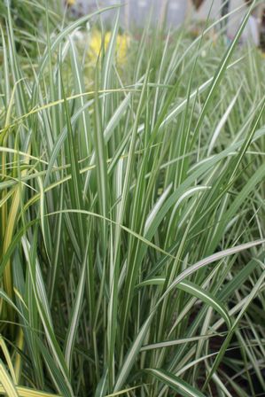 Grass Calamagrostis acutiflora 'Avalanche'