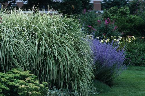 Grass Miscanthus sinensis 'Variegatus'