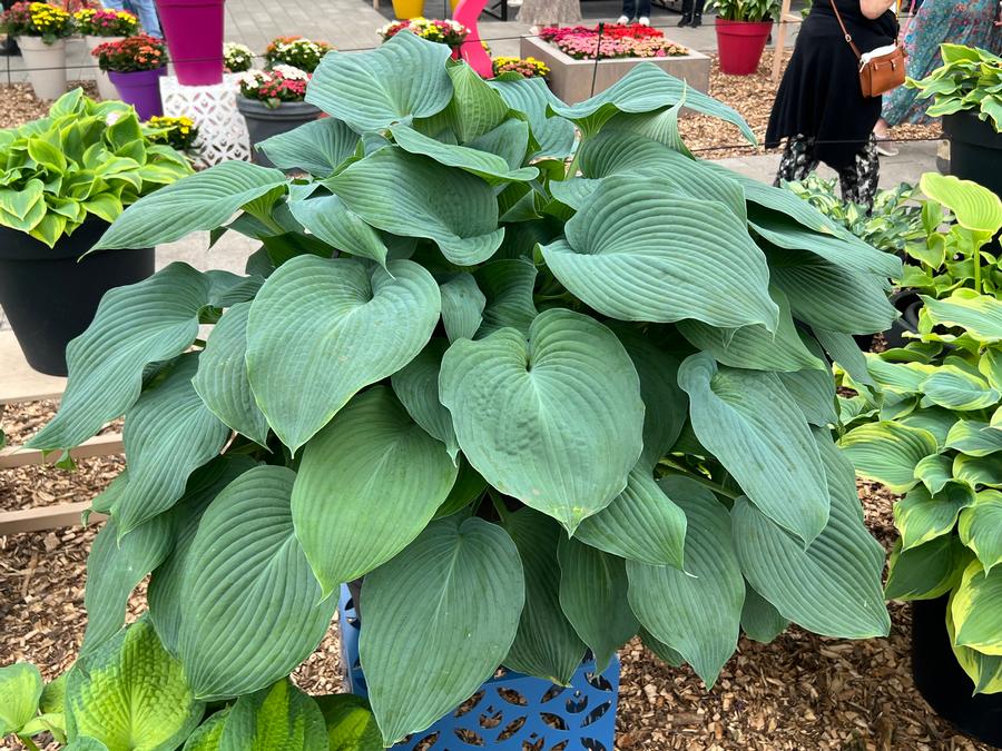 Hosta 'Blue Angel'