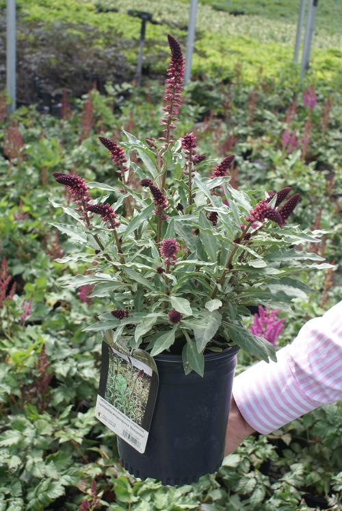 Lysimachia atropurpurea 'Beaujolais'