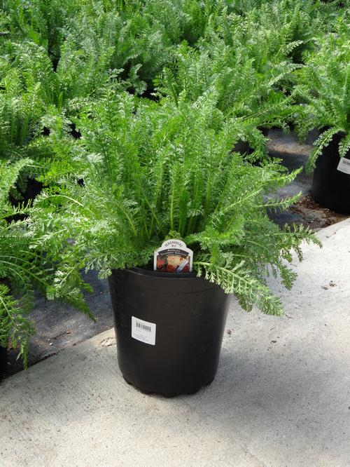 Achillea millefolium 'Strawberry Seduction'