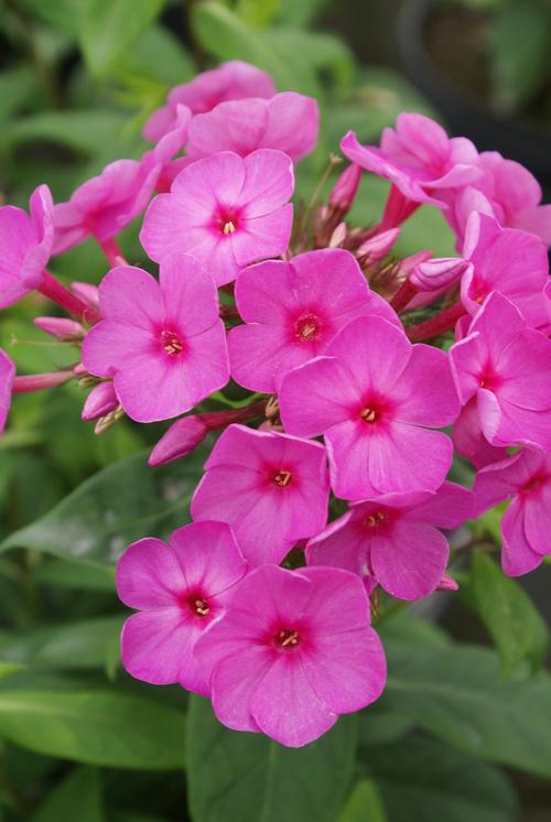 Phlox Dwarf Garden paniculata 'Flame® Pink'