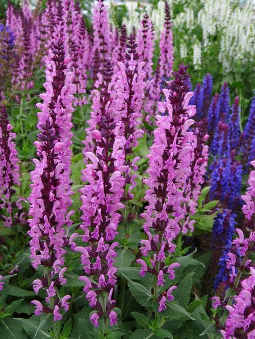 Salvia nemorosa 'Sensation® Deep Rose Improved'