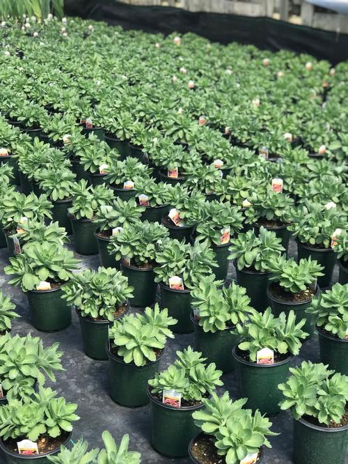 Sedum Tall Upright Clumping 'Autumn Joy'