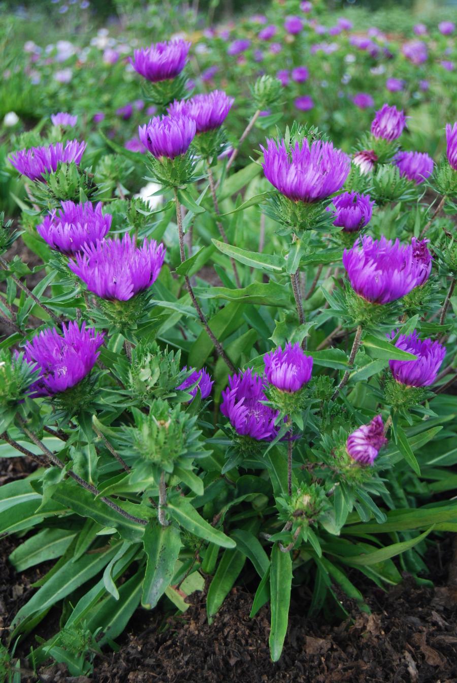Stokesia laevis 'Honeysong Purple'