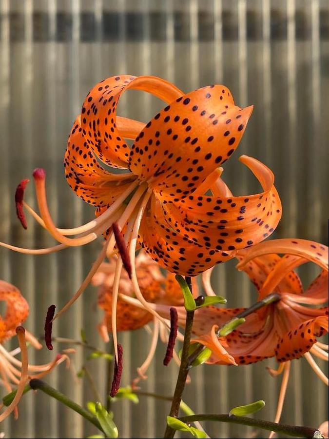 Lilium - Tiger Lily 'Splendens (orange)'