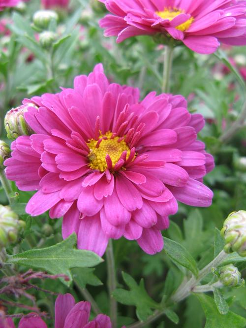 Chrysanthemum 'Mammoth™ Lavender Daisy'