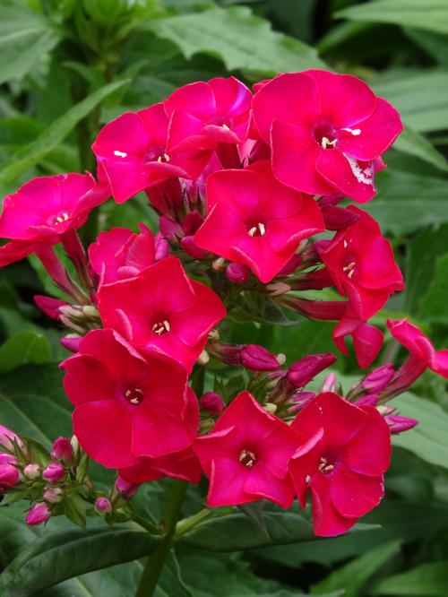 Phlox Dwarf Garden paniculata 'Flame® Red'