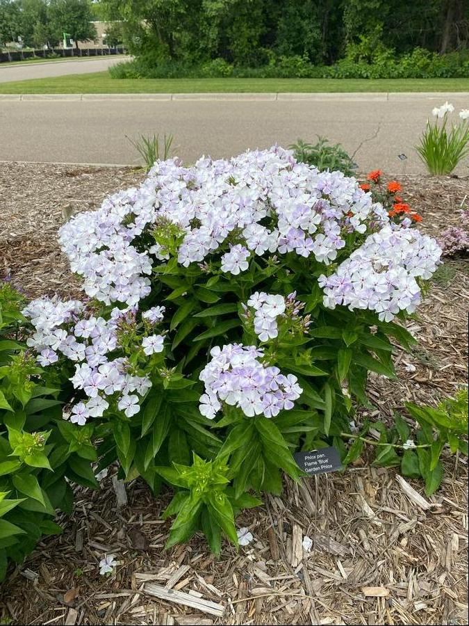 Phlox Dwarf Garden paniculata 'Flame® Light Blue'