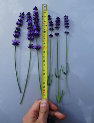Lavandula angustifolia 'Big Time Blue'