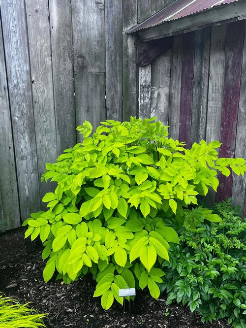 Aralia cordata 'Sun King'