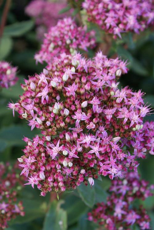 Sedum Tall Upright Clumping 'Munstead Dark Red'