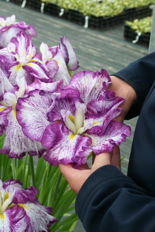 Iris ensata 'Harlequinesque'