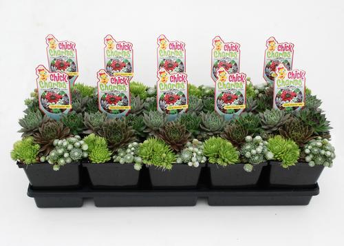Sempervivum Chick Charms® 'Mixed Quart Containers'