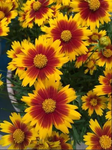 Coreopsis 'Uptick™ Gold and Bronze'