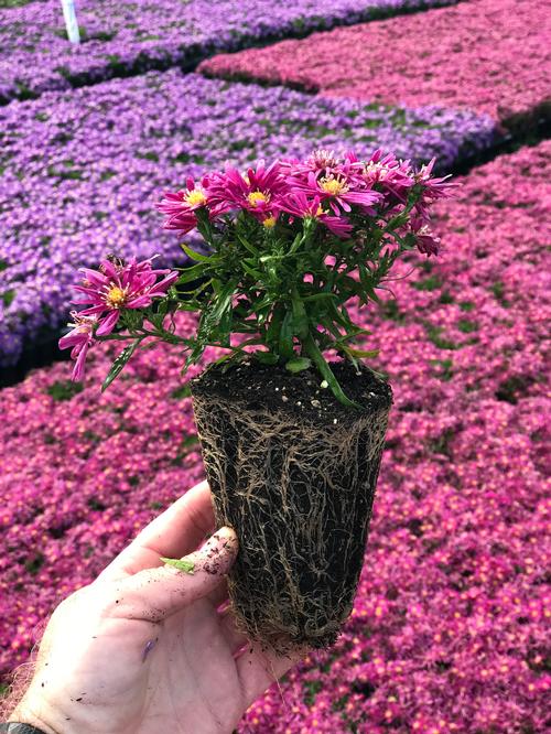 Aster 'Kickin® Carmine Red'